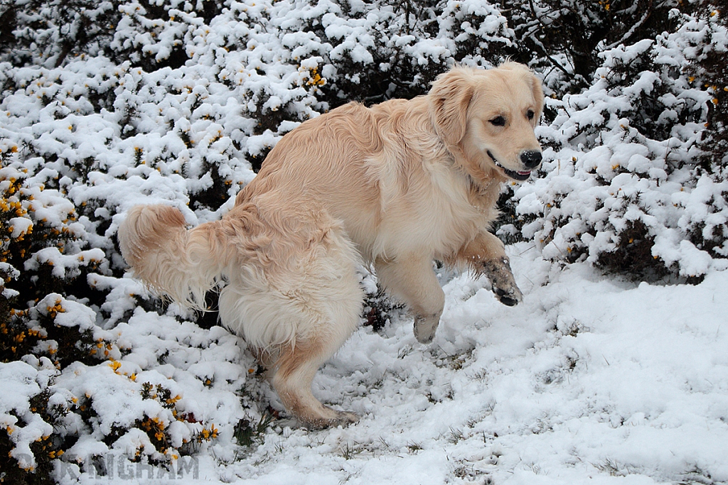 Golden Retriever