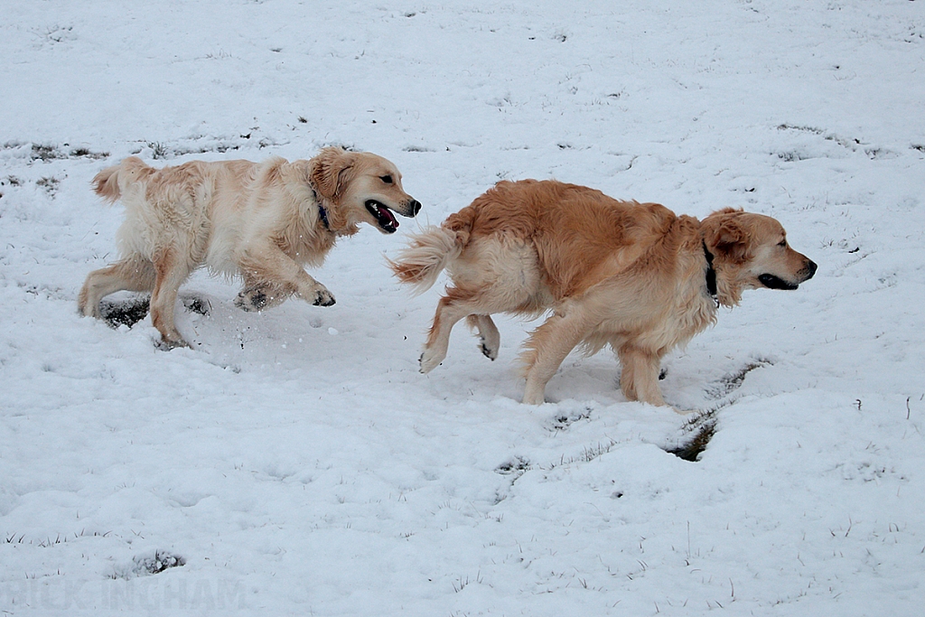 Golden Retriever