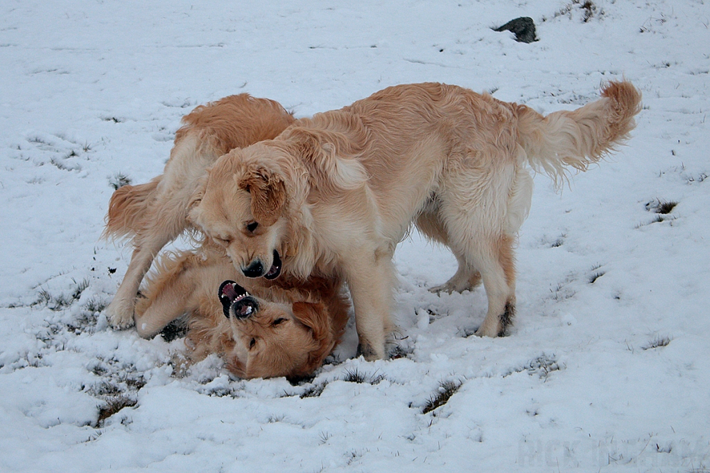 Golden Retriever