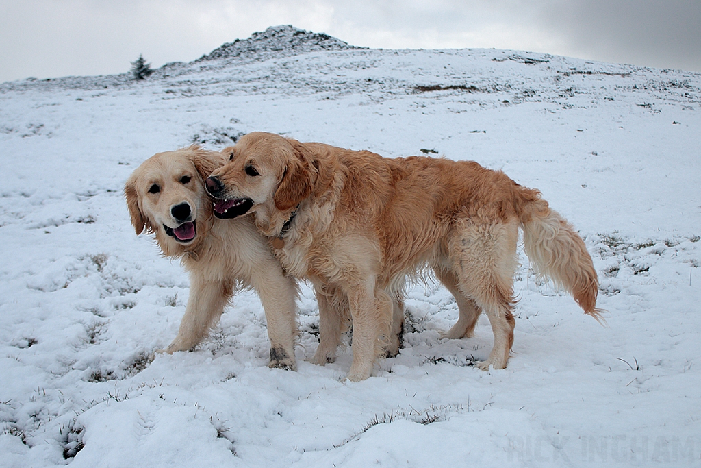 Golden Retriever