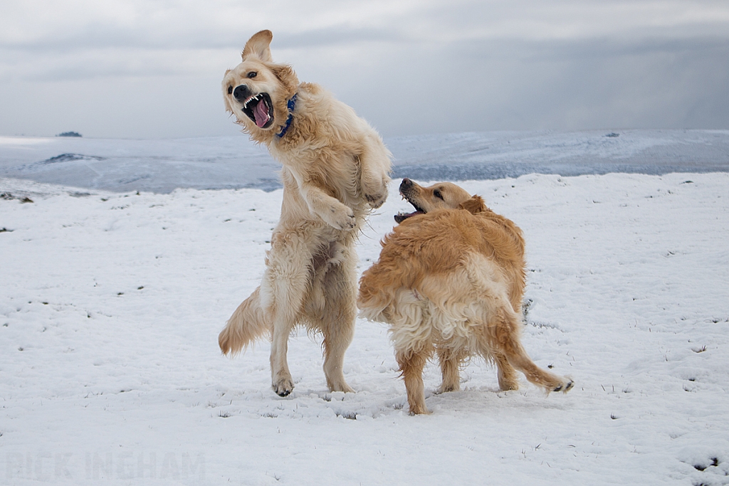 Golden Retriever