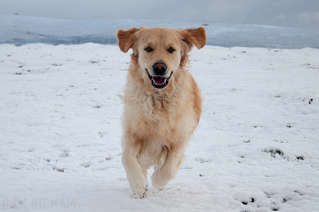 Golden Retriever