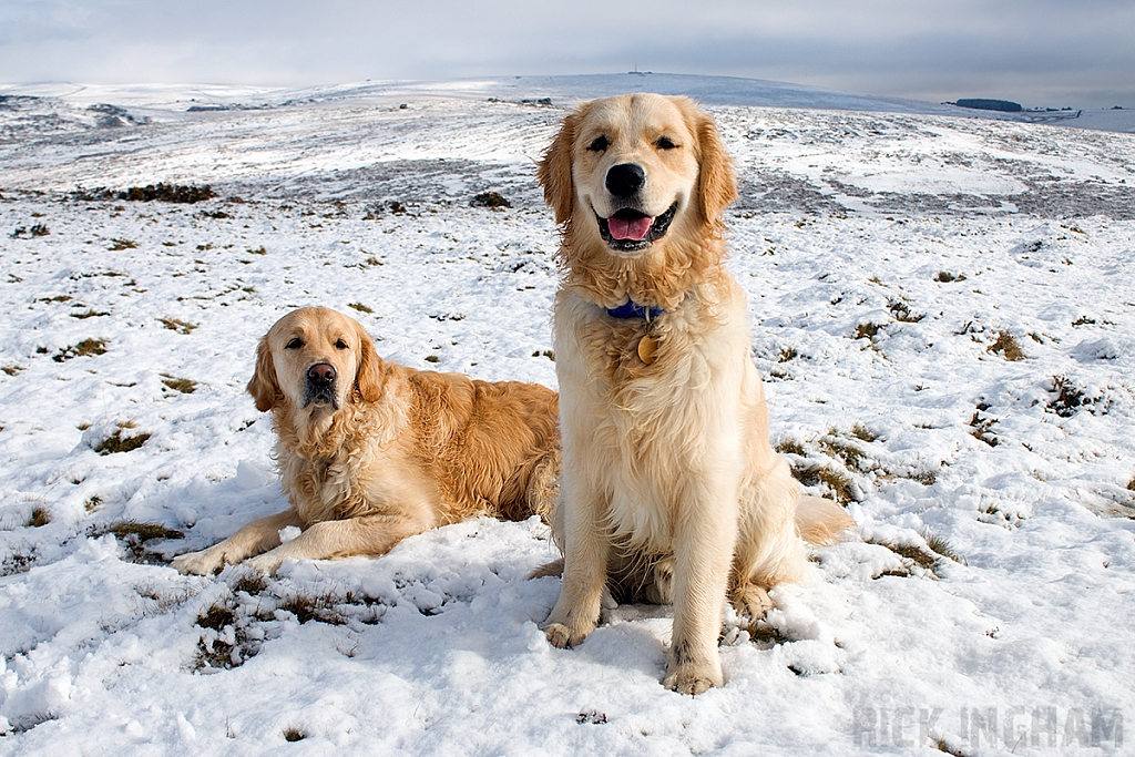 Golden Retriever