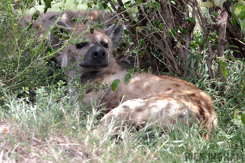 Spotted Hyena