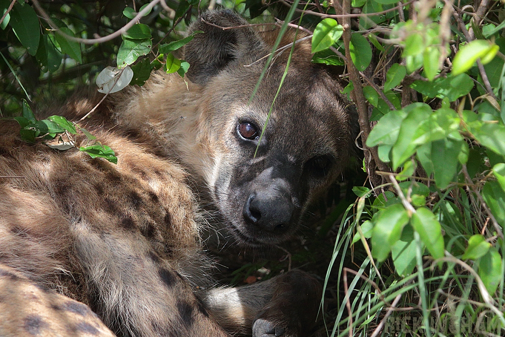 Spotted Hyena