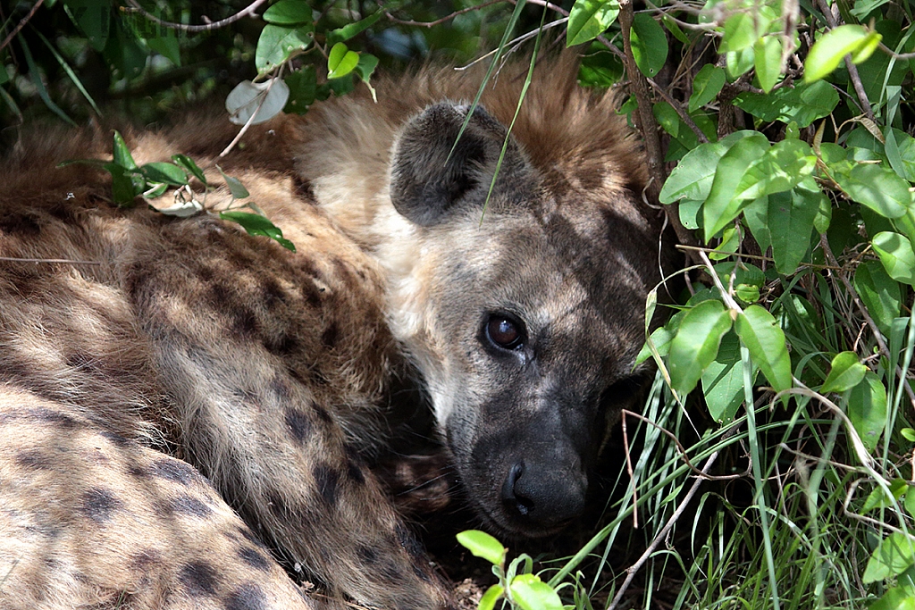 Spotted Hyena