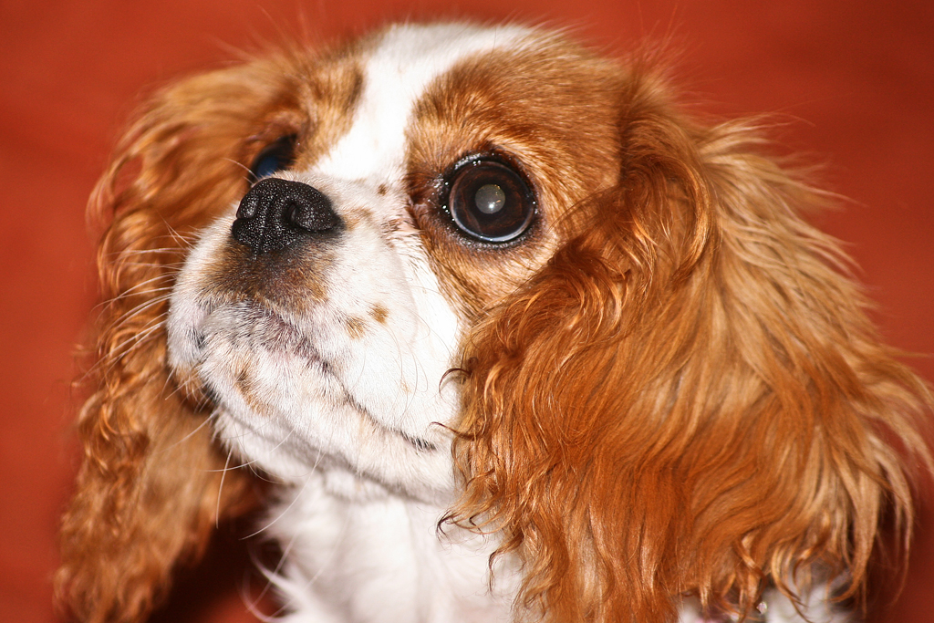 Cavalier King Charles Spaniel