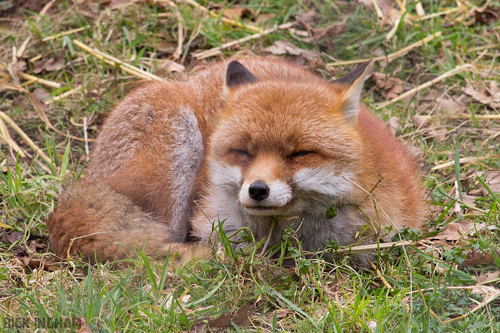 Red Fox