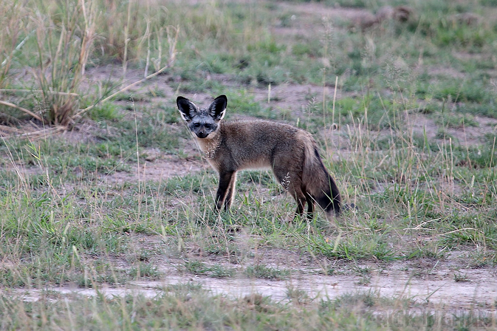Bat Eared Fox