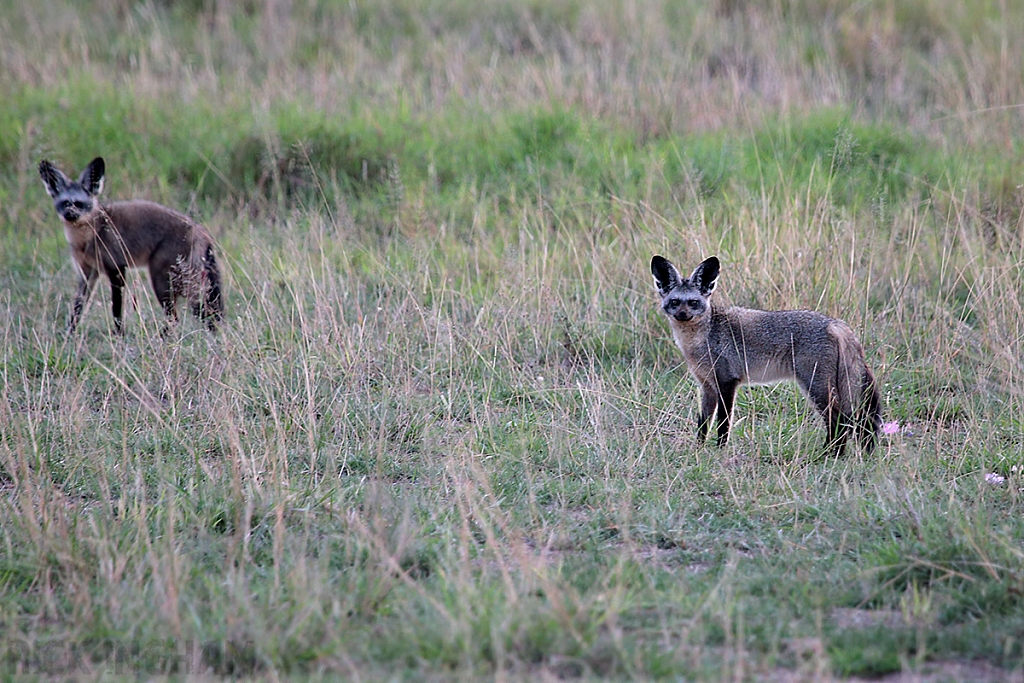 Bat Eared Fox