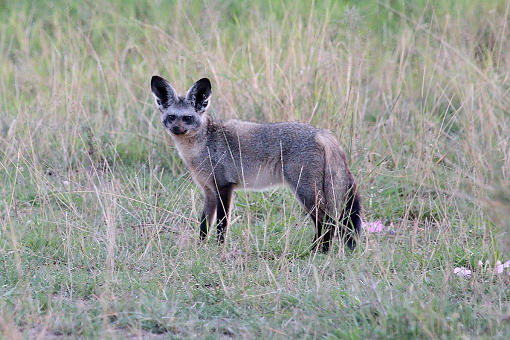 Bat Eared Fox