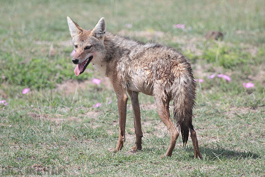 Golden Jackal
