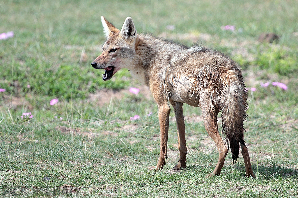 Golden Jackal