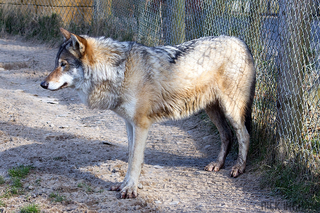 Russian Wolf