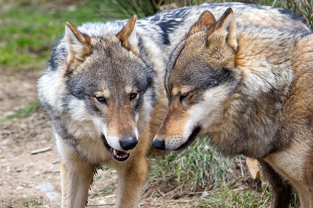 Russian Wolf