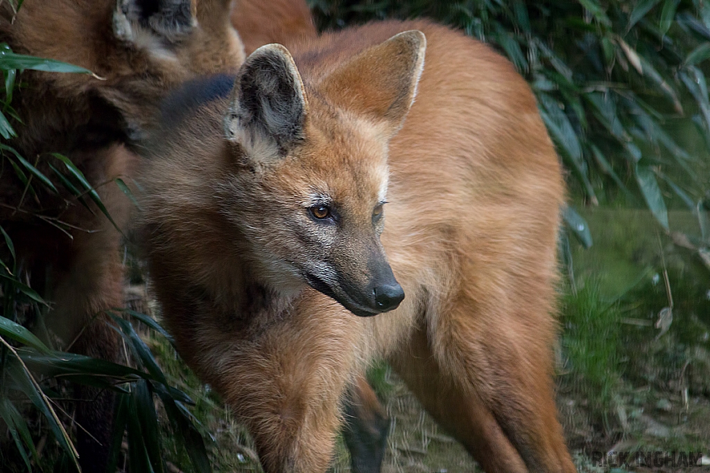 Maned Wolf