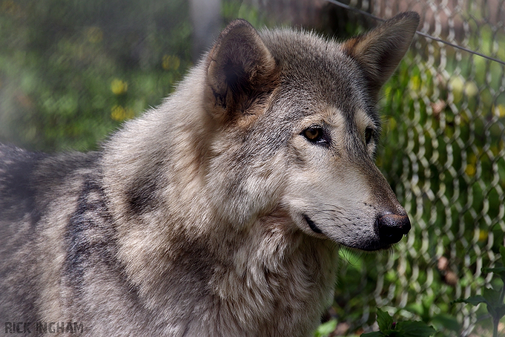 Grey Wolf