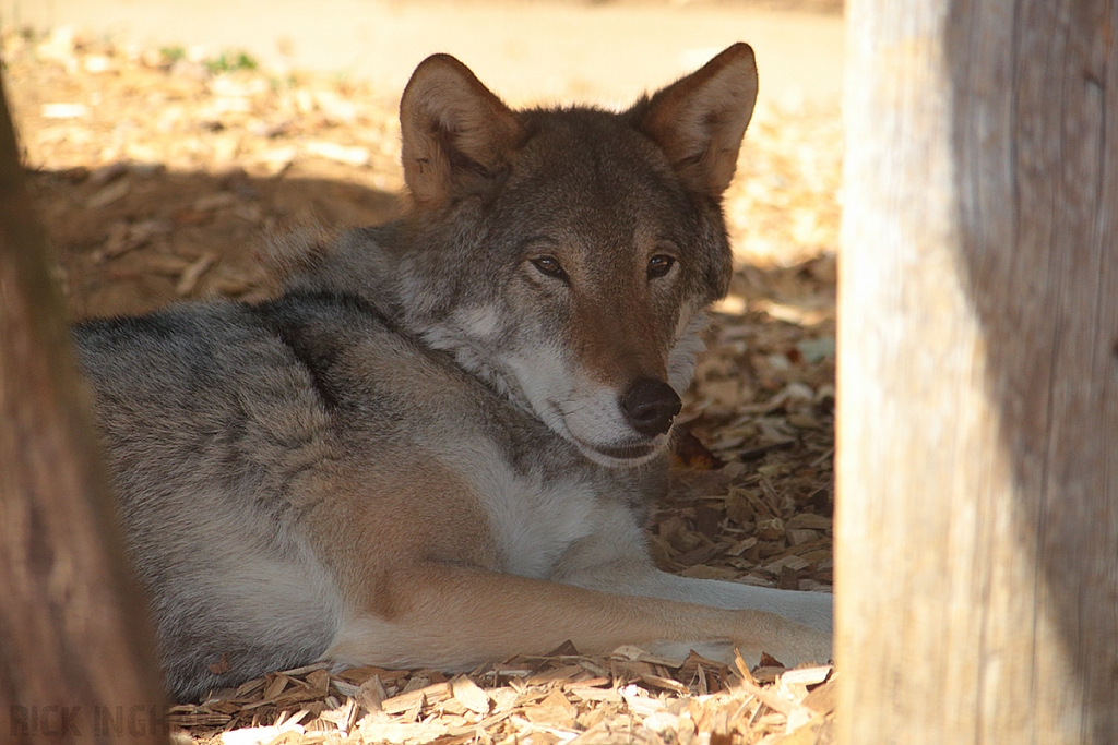 European Grey Wolf