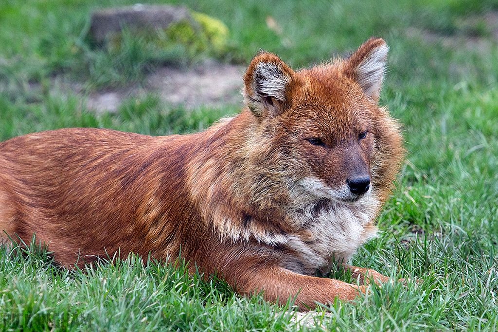 Asiatic wild dogs / Dhole