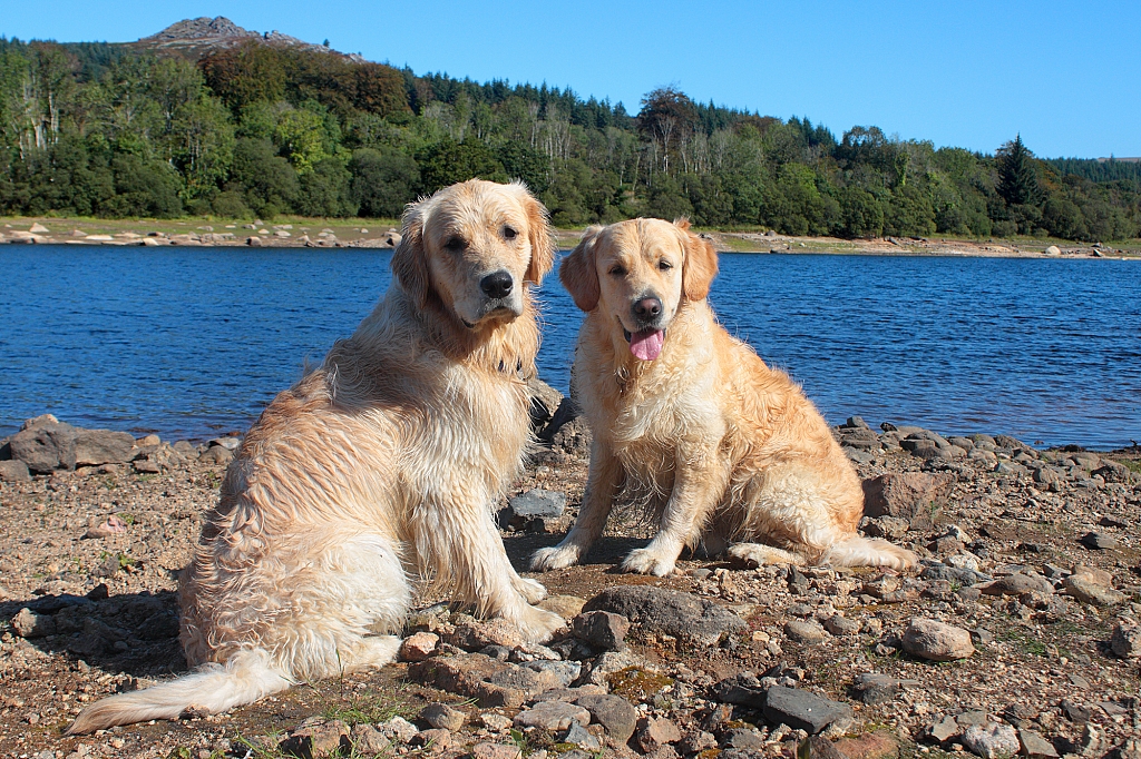 Golden Retriever