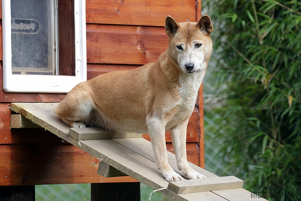 Singing Dog