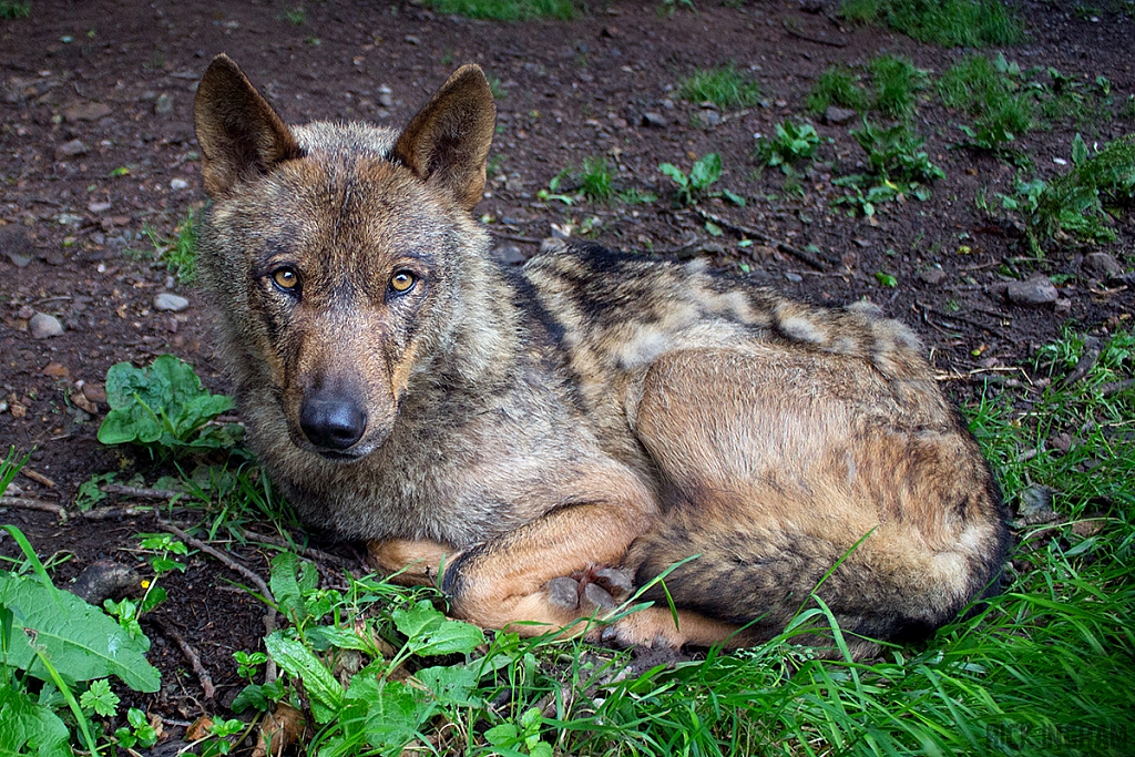 Iberian Wolf