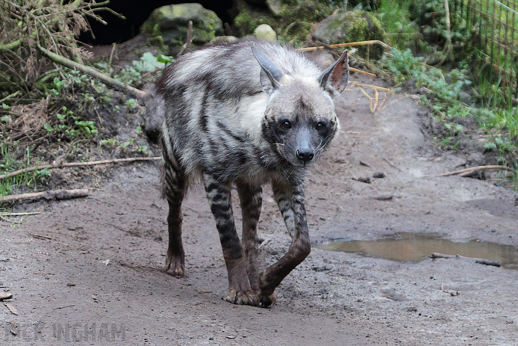 Striped Hyena