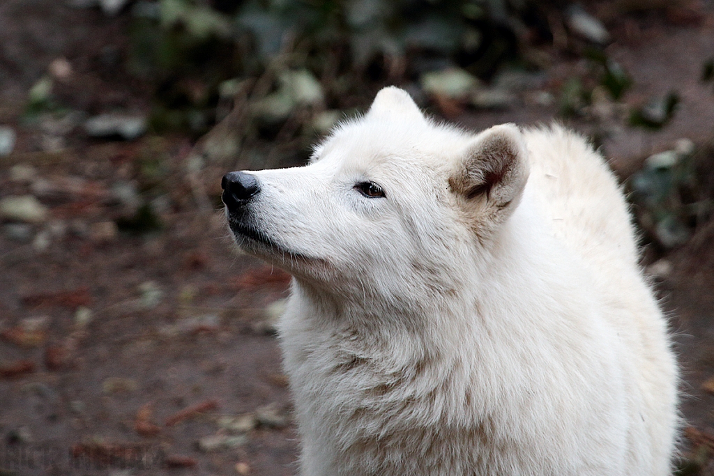 Hudson Bay (Grey) Wolf
