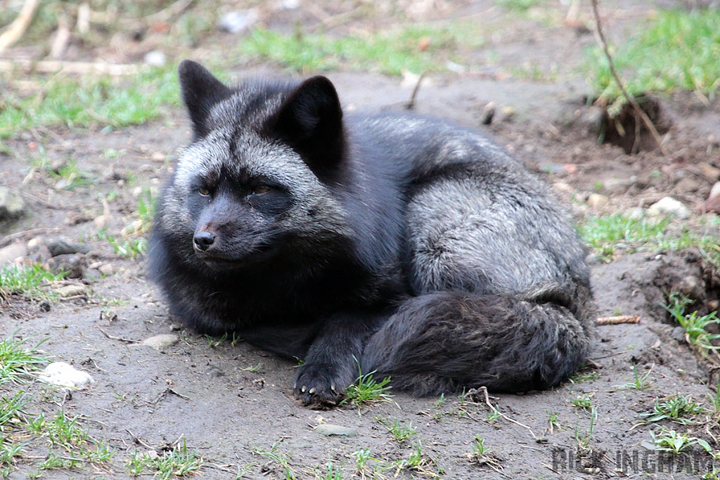 Silver Fox