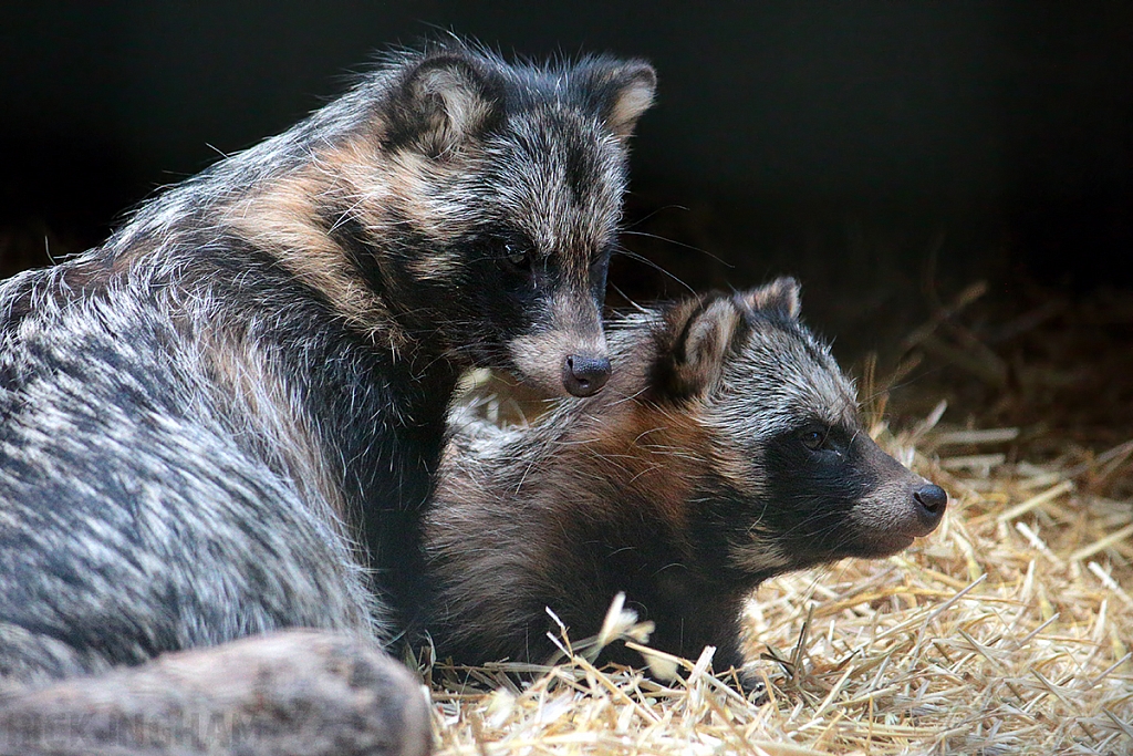 Raccoon Dog