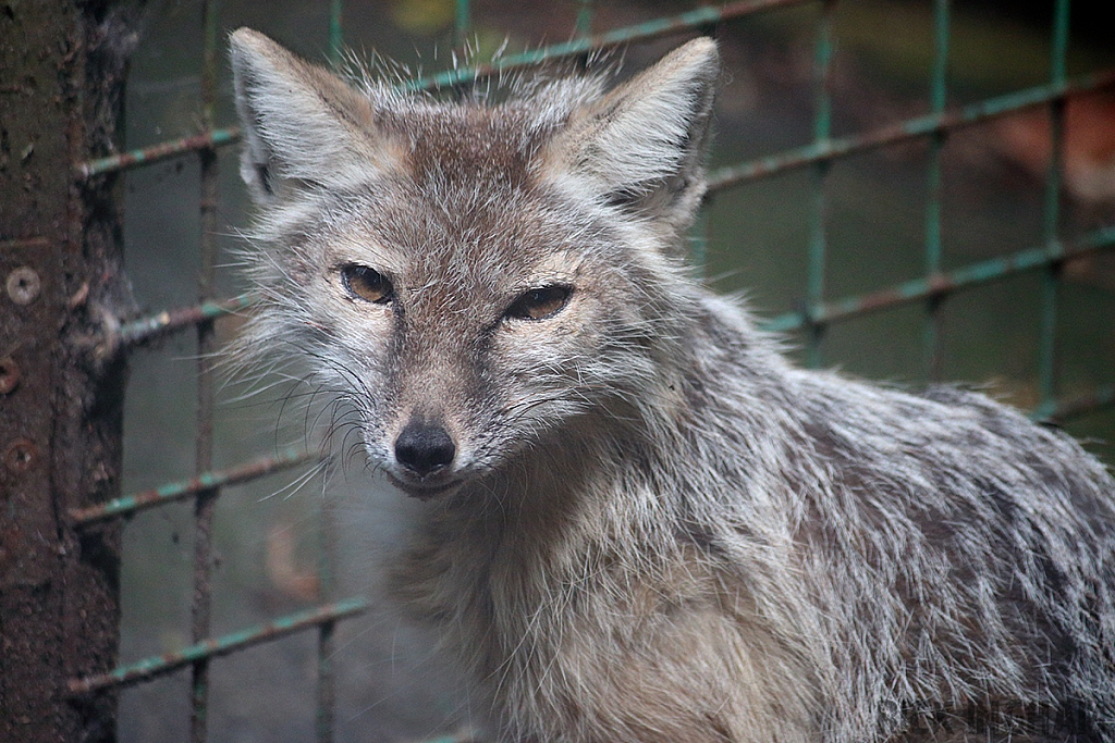 Corsac Fox