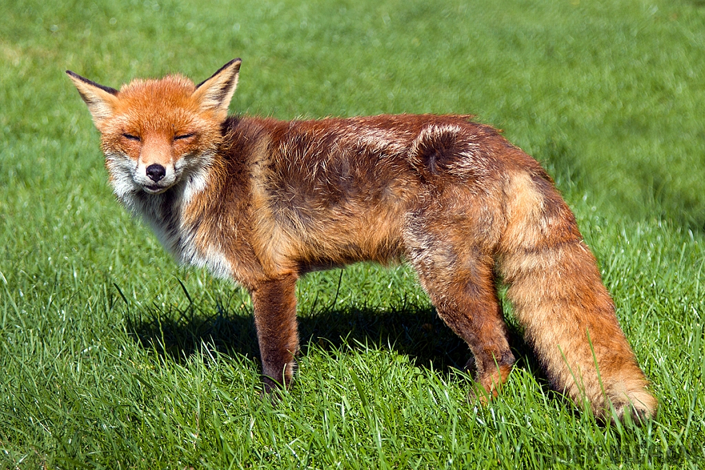 Red Fox