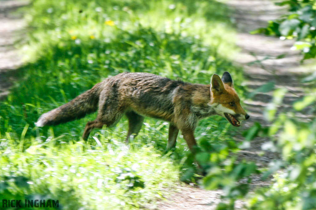 Red Fox