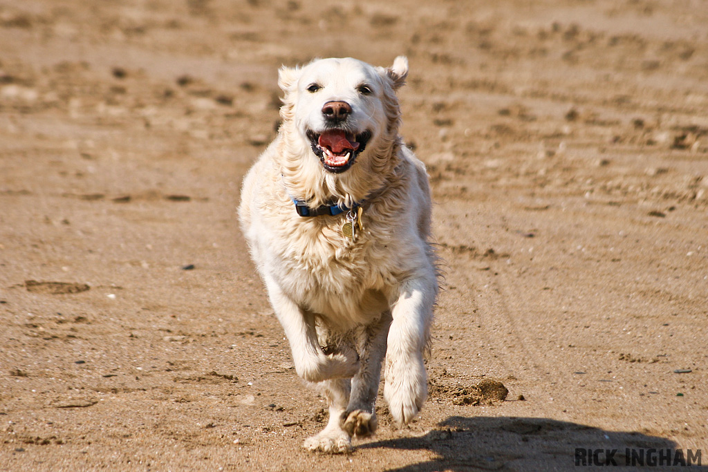 Golden Retriever