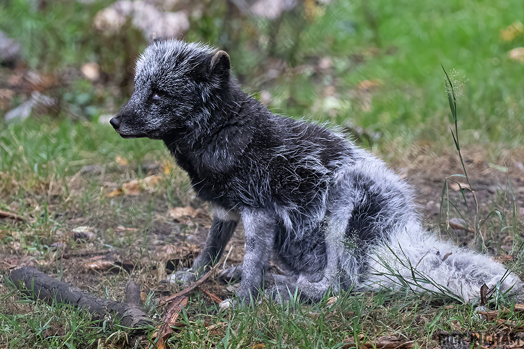 Arctic Fox