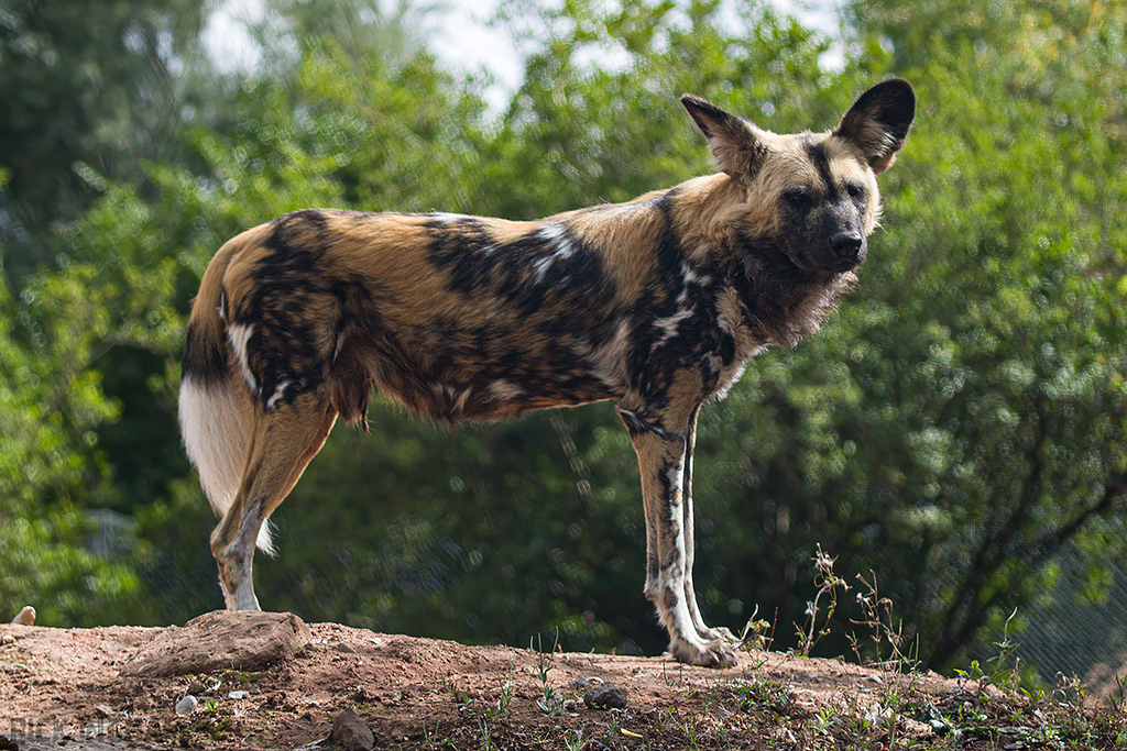 African Painted Dog
