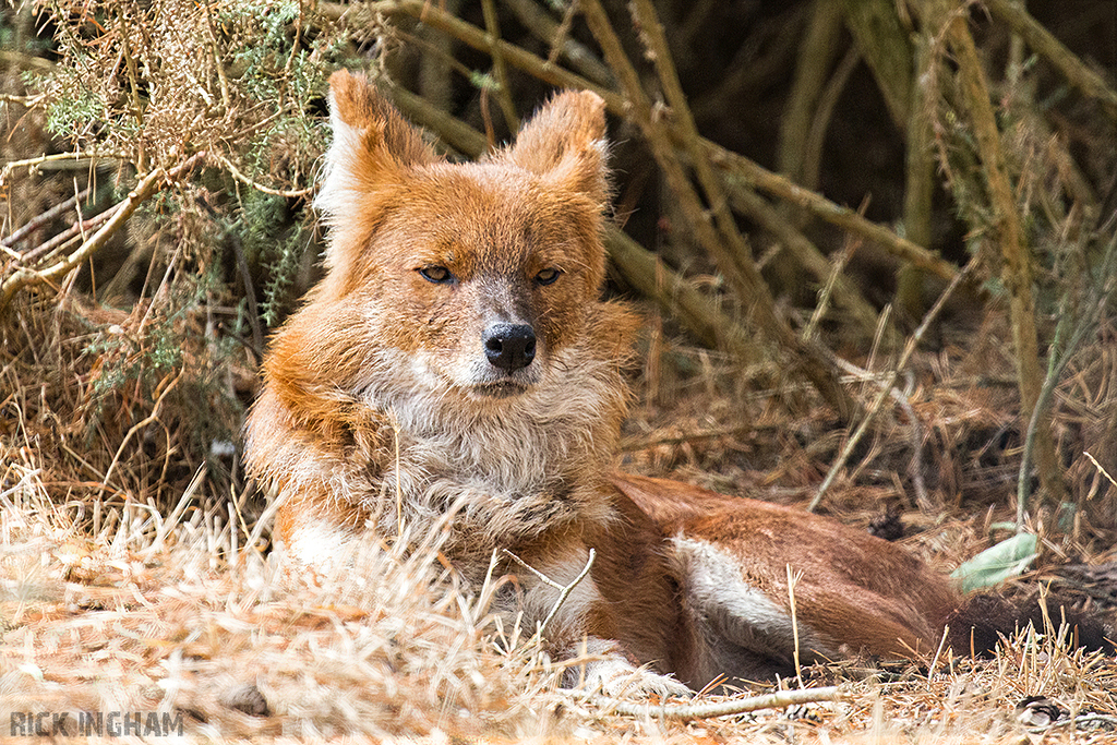 Dhole