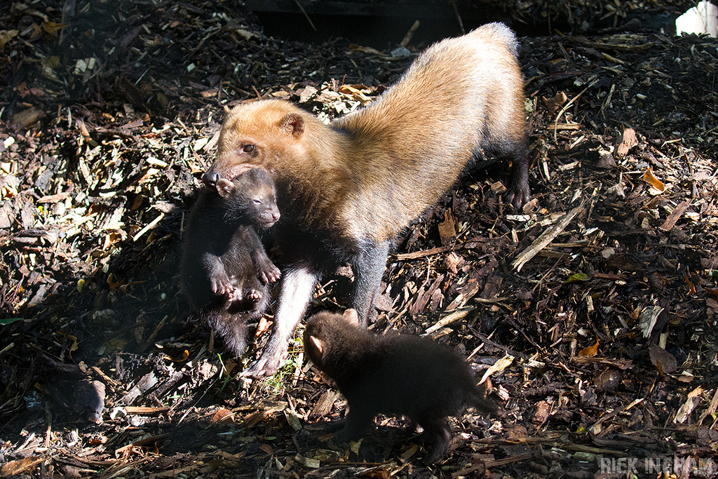 Bush Dog pup