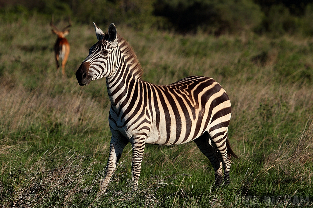 Burchell's Zebra