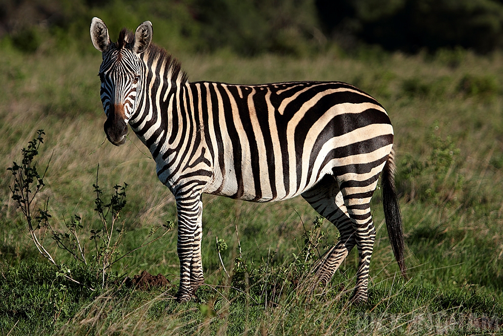Burchell's Zebra