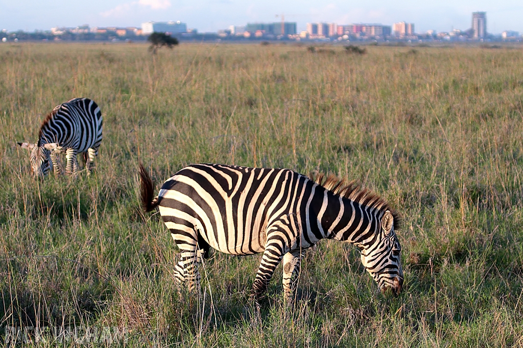 Burchell's Zebra