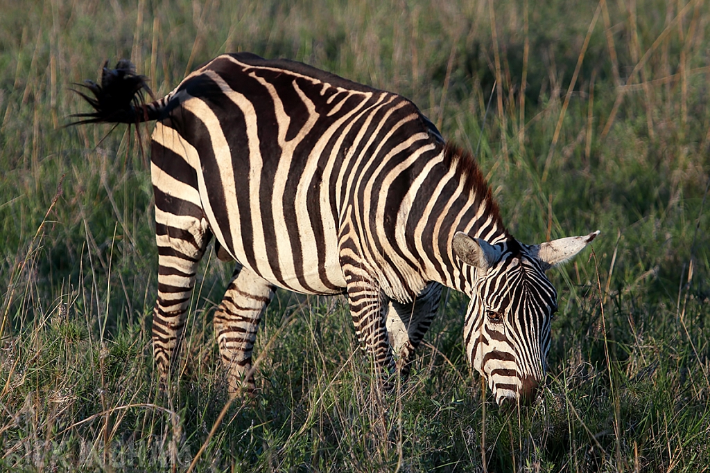 Burchell's Zebra