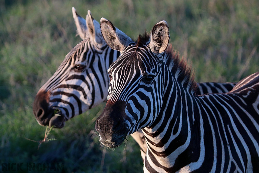 Burchell's Zebra