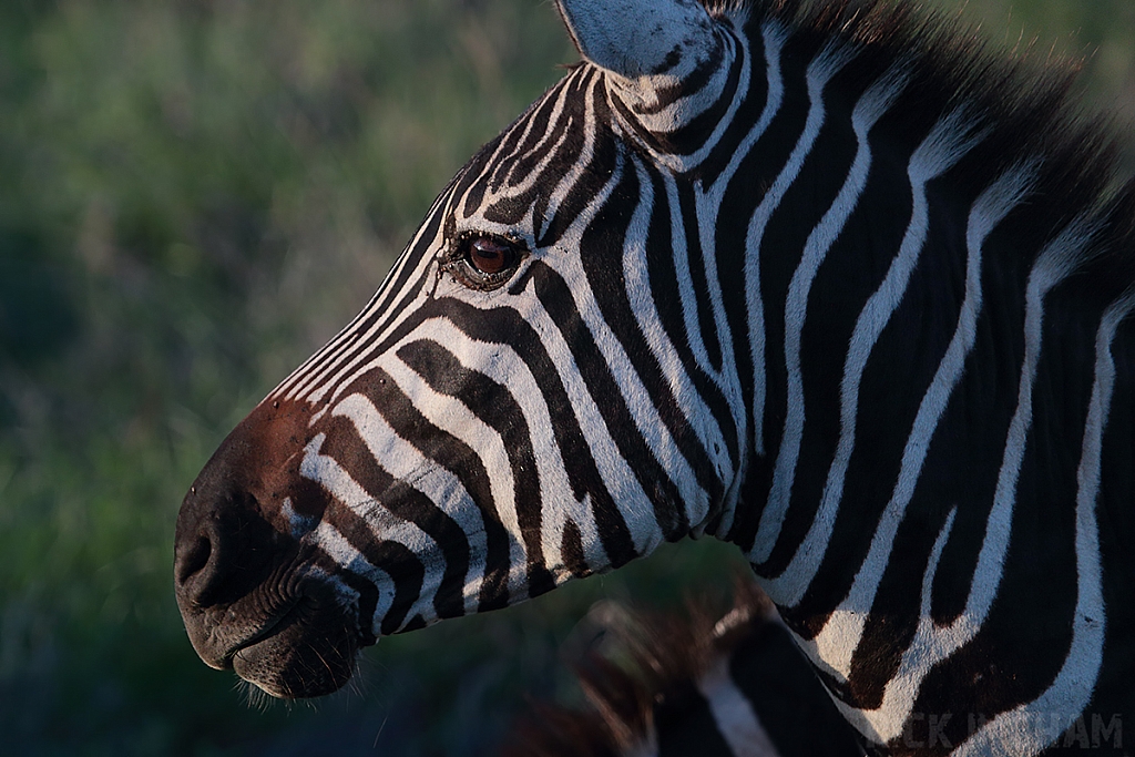 Burchell's Zebra