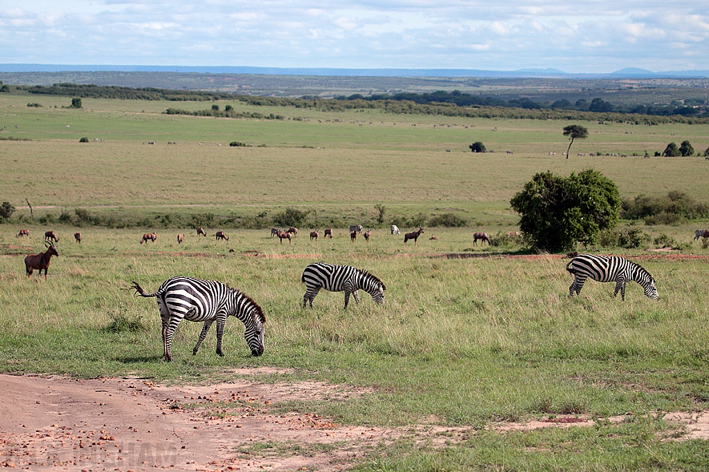 Burchell's Zebra