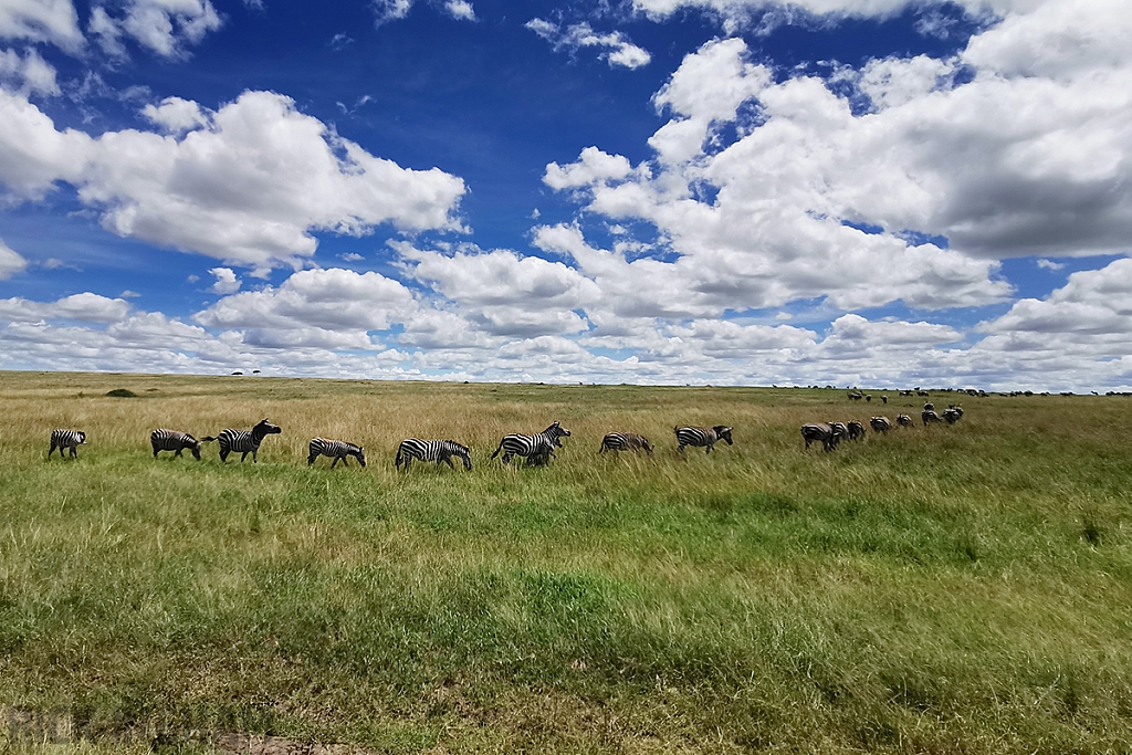 Burchell's Zebra Migration