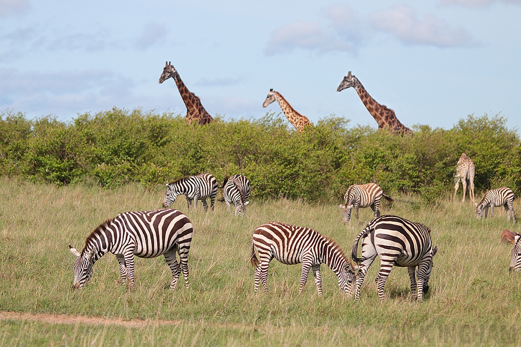 Burchell's Zebra