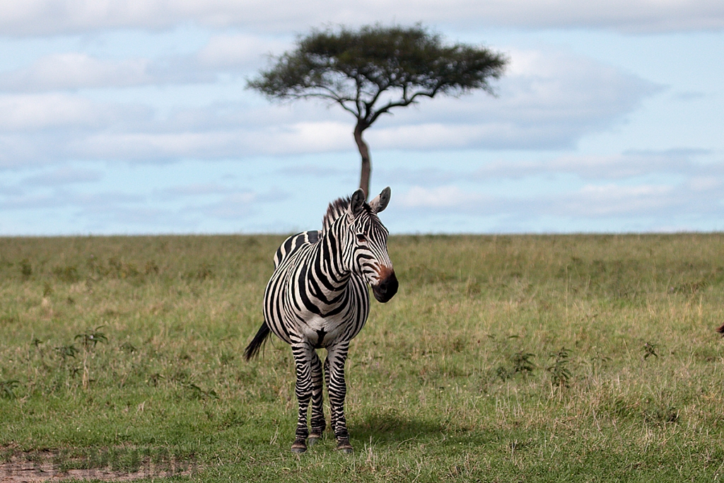 Burchell's Zebra