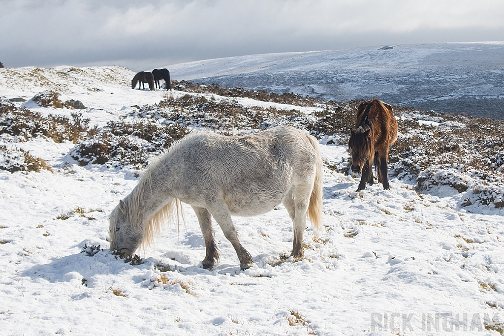 Dartmoor Pony