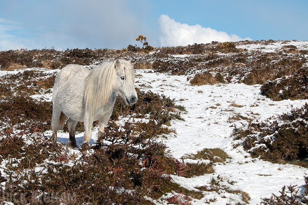 Dartmoor Pony